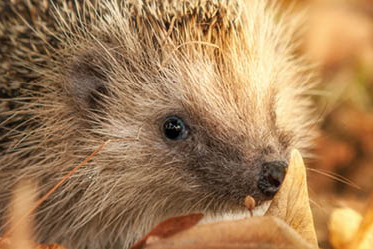 Dein Garten als Winterquartier für Igel & Co. Landfuxx Munster