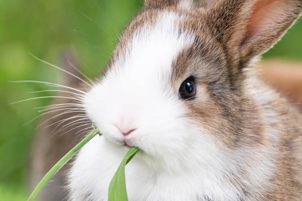 Tierarzt Für Kaninchen In Der Nähe Kaninchen richtig füttern: Landfuxx Munster